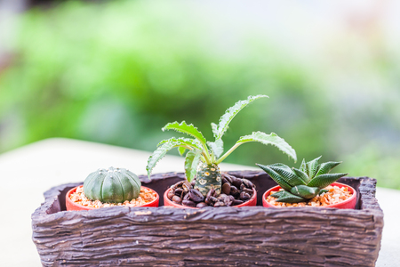 Small cactus in flower pots with cofee bean ,Natureの写真素材