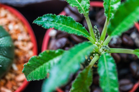 Small cactus in flower pots with cofee bean ,Natureの写真素材