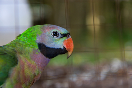 Close-up on eye amazon parrots in a cageの写真素材