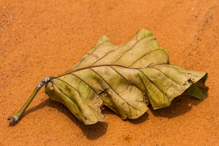 Dry leaves on the ground ,Backgroundの写真素材