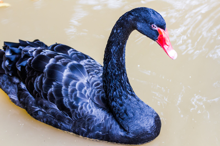 black swan swimming on a poolの写真素材