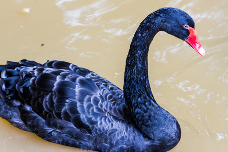 black swan swimming on a poolの写真素材