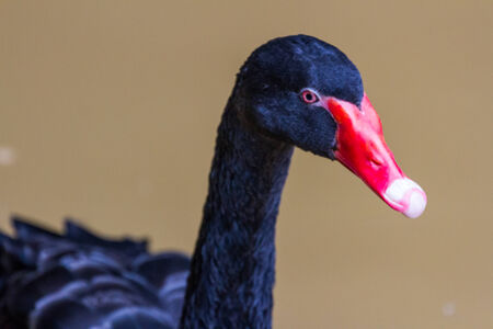 black swan swimming on a poolの写真素材