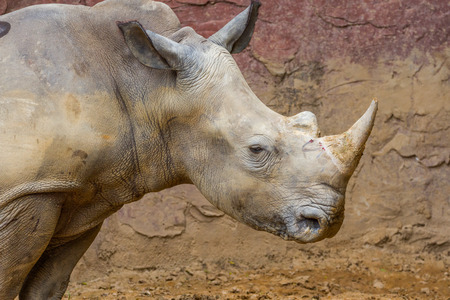 side view of the head of a large white rhino with bloodの写真素材