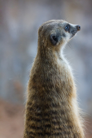 Meerkat (Surikate) sitting in the Zooの写真素材