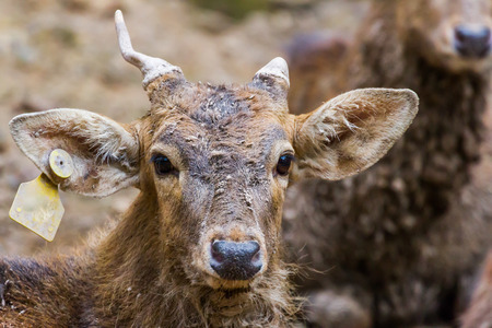 face of  young male deer is very muddy and curious in the zooの写真素材