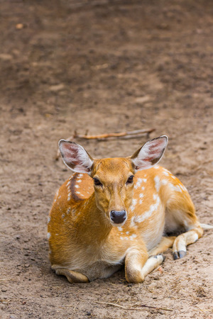 Spotted deer sitting in the zooの写真素材