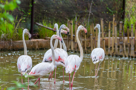 Group of pink caribbean flamingoの写真素材