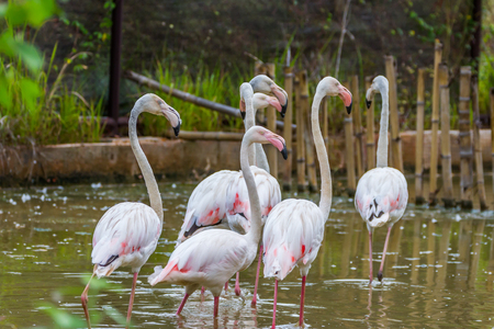 Group of pink caribbean flamingoの写真素材