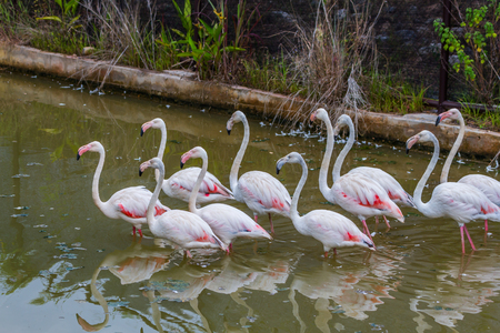 Group of pink caribbean flamingoの写真素材