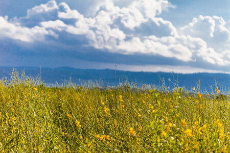 Yellow  field under blue sky. nature backgroundの写真素材