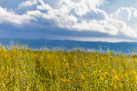 Yellow  field under blue sky. nature backgroundの写真素材