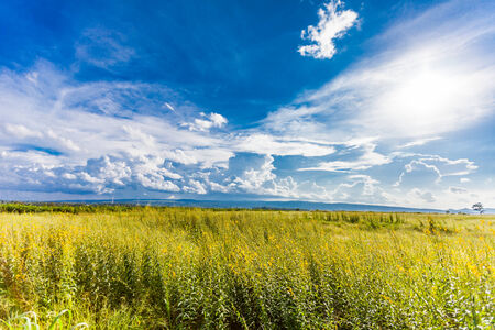 Yellow  field under blue sky. nature backgroundの写真素材