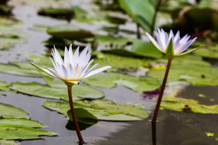 Beautiful two lotus flower in the pondの写真素材