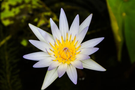 Beautiful white lotus flower in the pondの写真素材