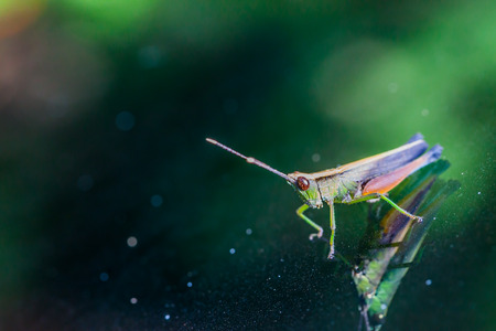 Grasshopper perching on a mirror, natureの写真素材