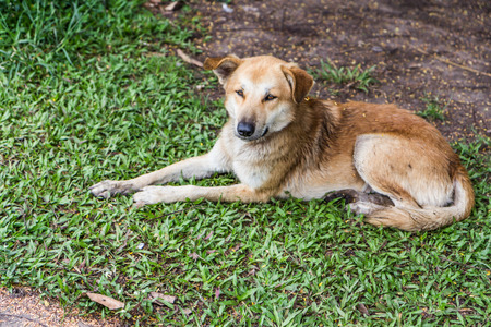 dog sitting happily on the green lawnの写真素材