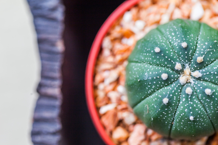 Small cactus in flower pots with cofee bean ,Natureの写真素材