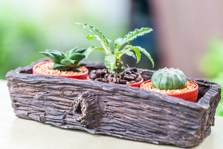 Small cactus in flower pots with cofee bean ,Natureの写真素材