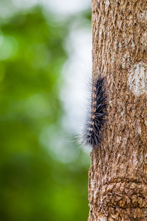 Woolly Bear Caterpillar ,Natureの写真素材