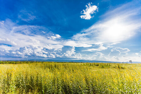 Yellow  field under blue sky. nature backgroundの写真素材