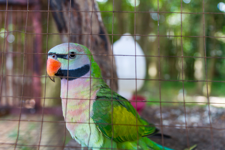 Close-up on eye amazon parrots in a cageの写真素材