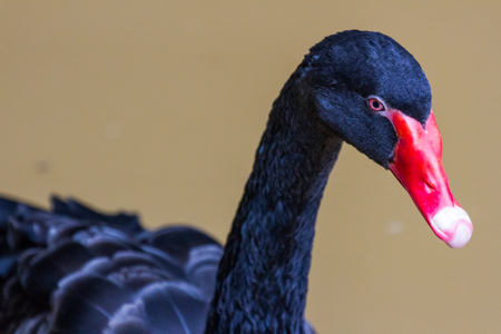 black swan swimming on a poolの写真素材