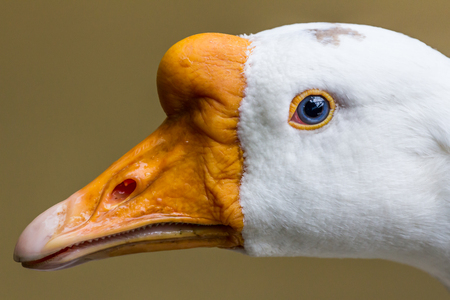 White goose head close upの写真素材