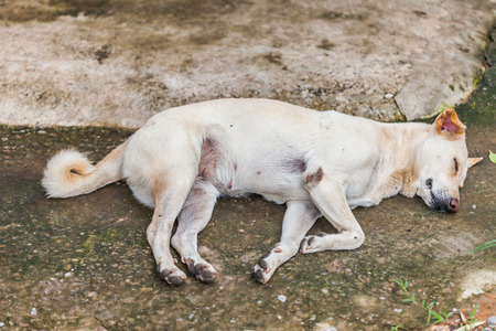 Lonely homeless dog sleeping on the sidewalkの写真素材