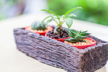 Small cactus in flower pots with cofee bean ,Natureの写真素材