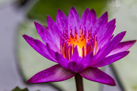 Pink lotus flot on the river, Natureの写真素材