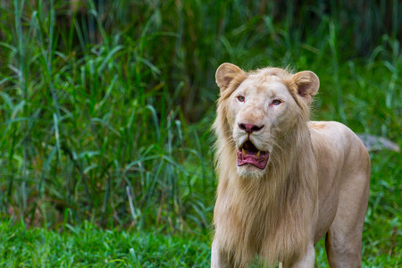 Young white lion in the natureの写真素材