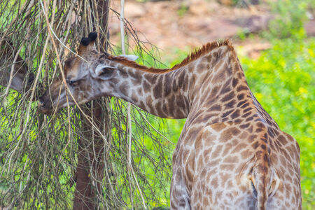 Giraffe Eating from a Sausage Tree, Natureの写真素材