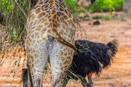 Ass of  Giraffe Eating from a Sausage Tree, Natureの写真素材