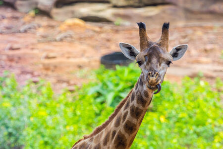 Tongue and Face of Masai giraffe peaks around bushの写真素材
