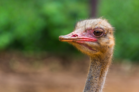 Ostrich head closeup in the morningの写真素材
