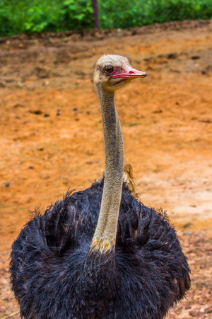 Head and neak of Ostrich  closeup in the morningの写真素材