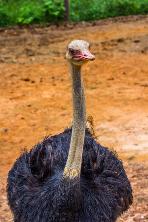 Head and neak of Ostrich  closeup  in the morningの写真素材