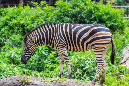 Zebra between eating, Natureの写真素材