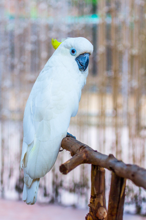 Head of Yellow-crested Cockatoo in the parkの写真素材