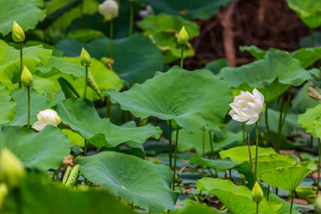Big white lotus flower and Lotus flower plantsの写真素材