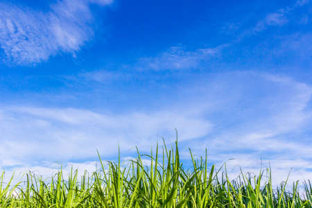 Green corn field growing up on blue skyの写真素材