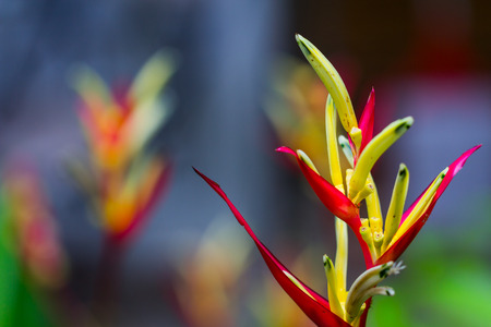 bird of paradise flower, heliconia flower with green leafの写真素材