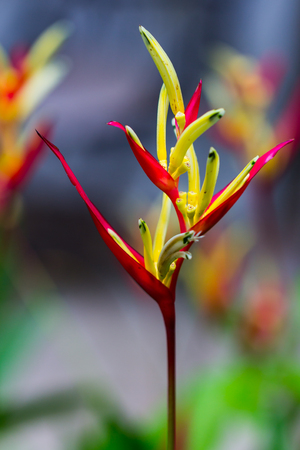 bird of paradise flower, heliconia flower with green leafの写真素材