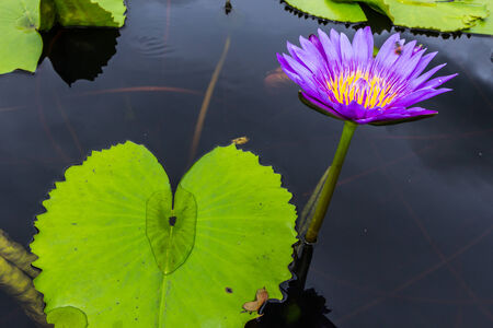 Violet Lotus Flower Closeupの写真素材