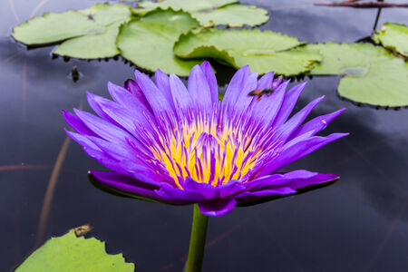 Violet Lotus Flower Closeupの写真素材
