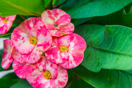 Crown of thorns flowers : Euphorbia milli Desmoul, Flowerの写真素材