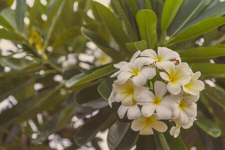 Close up of plumeria or frangipani blossom on the plumeria treeの写真素材