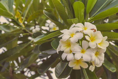 Close up of plumeria or frangipani blossom on the plumeria treeの写真素材