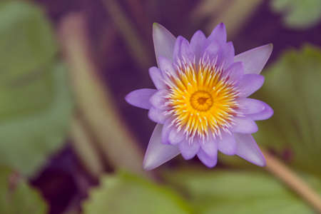lotus flower, waterlily,Natureの写真素材